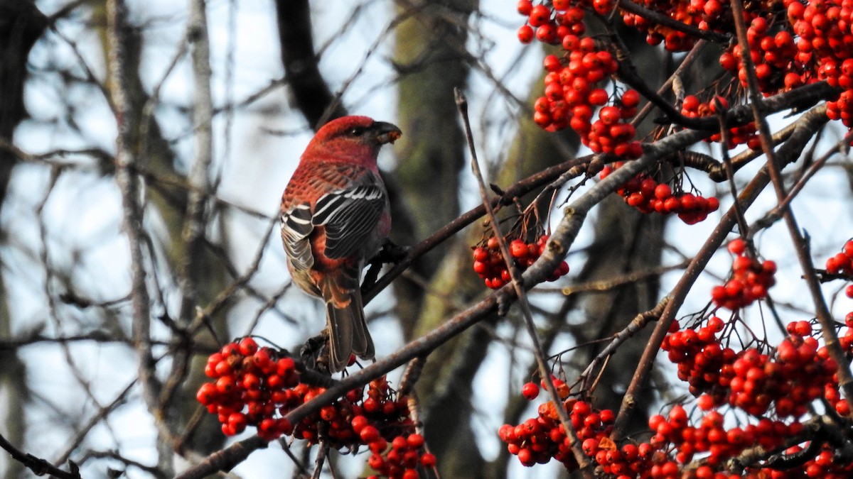 Pine Grosbeak - Åke Österberg