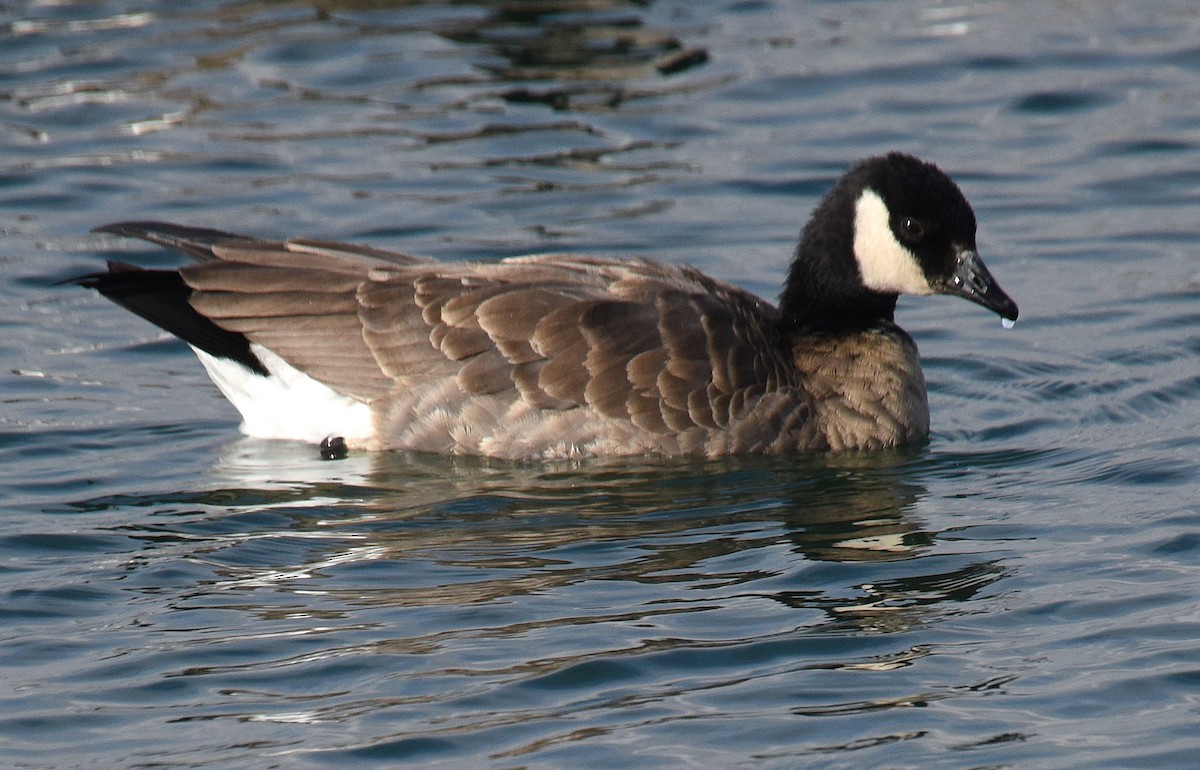 Barnacla Canadiense Chica (hutchinsii) - ML193245081