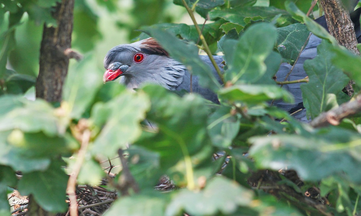 Topknot Pigeon - Joel Poyitt