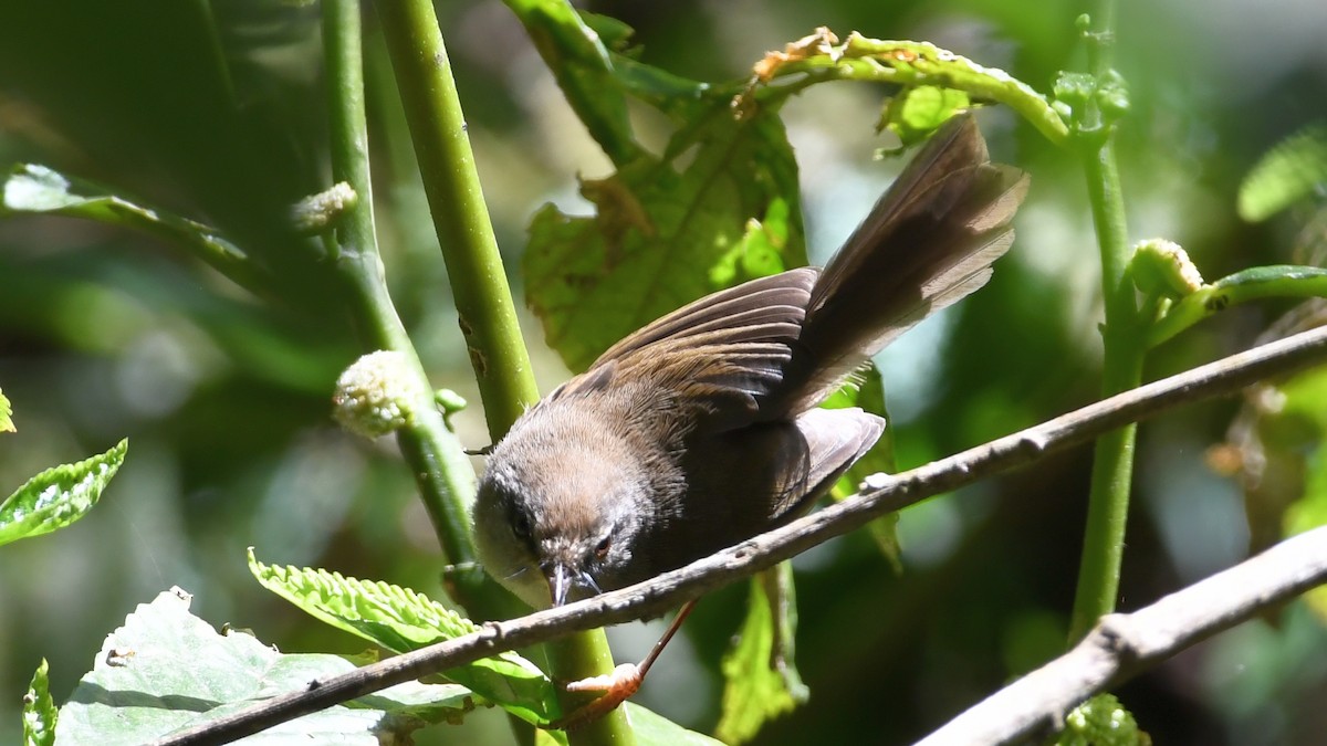 Aberrant Bush Warbler (Sunda) - ML193246171