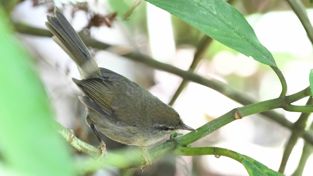 Aberrant Bush Warbler (Sunda) - ML193246251