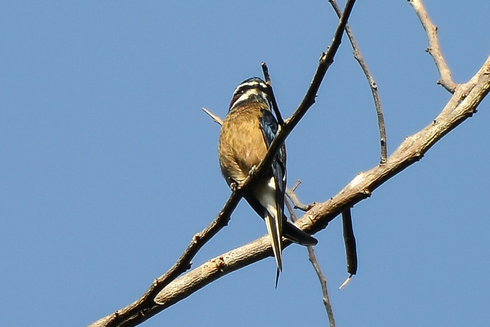 Whiskered Treeswift - ML193246811