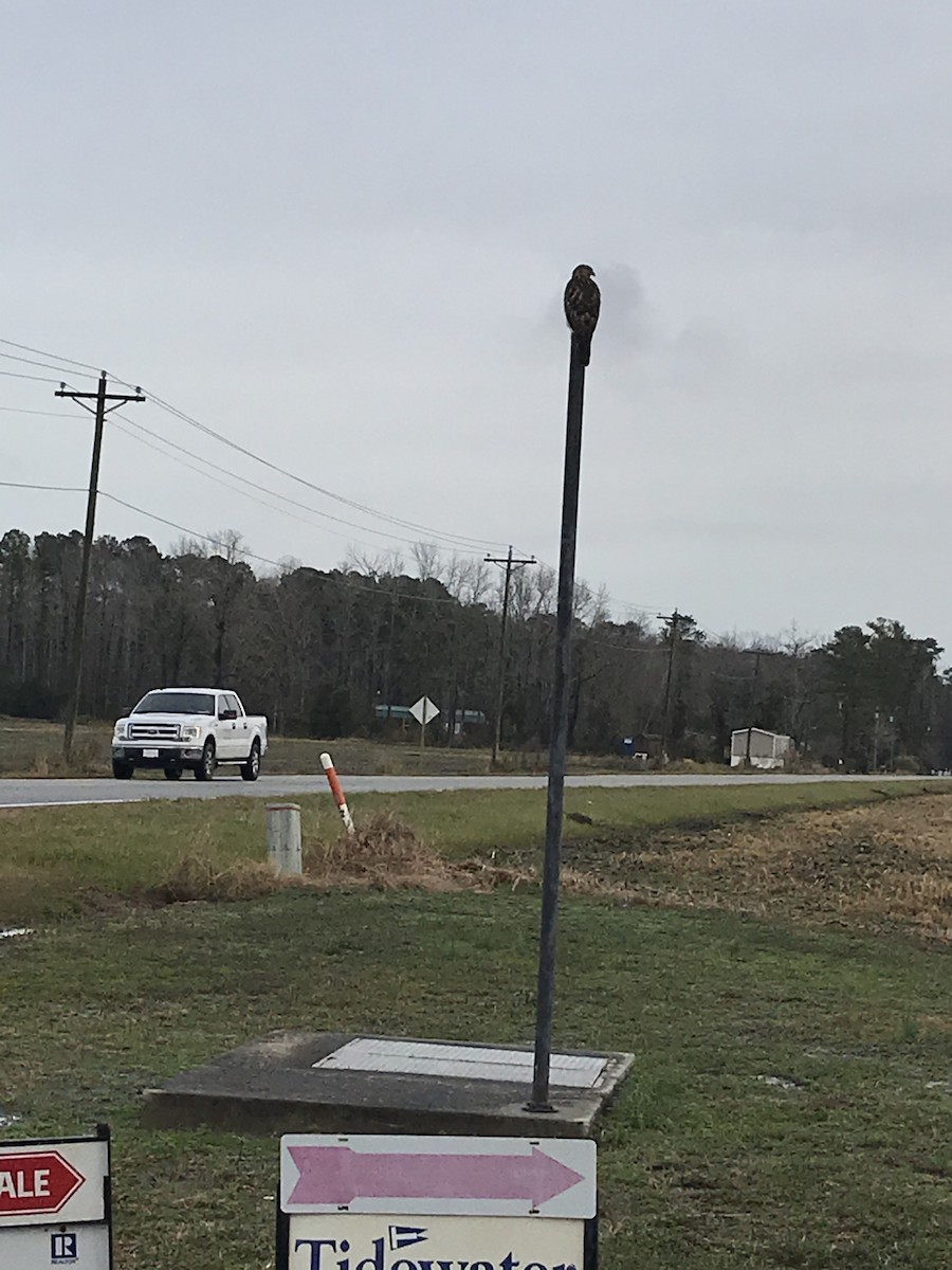 Red-shouldered Hawk - ML193246921