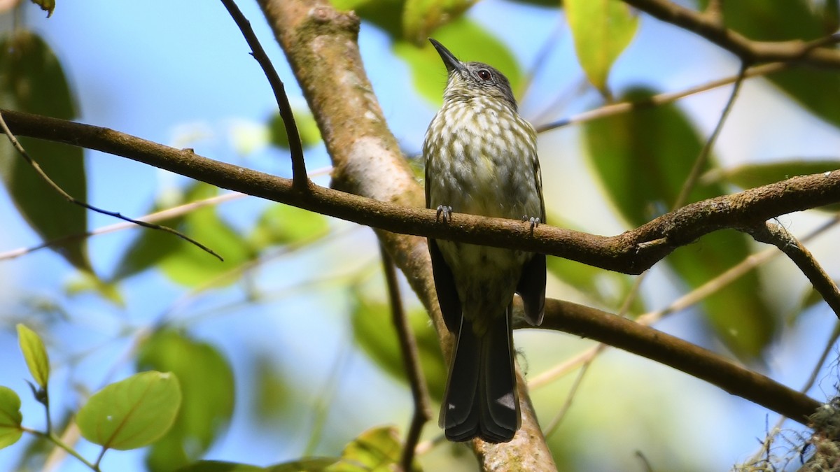 Bulbul de Java - ML193248001