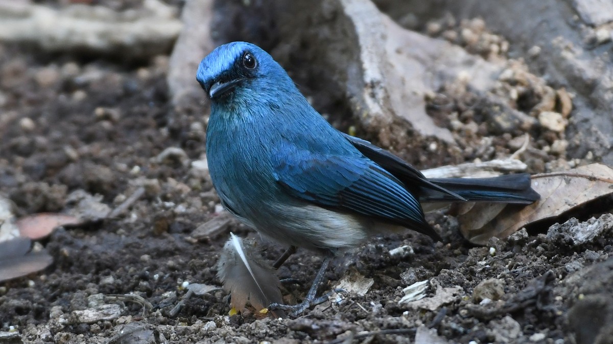 Indigo Flycatcher - ML193248391