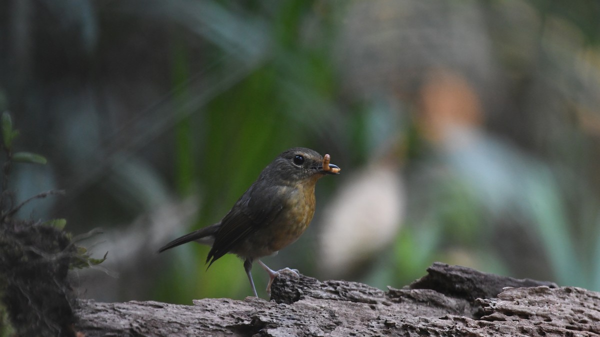 Snowy-browed Flycatcher - ML193248521