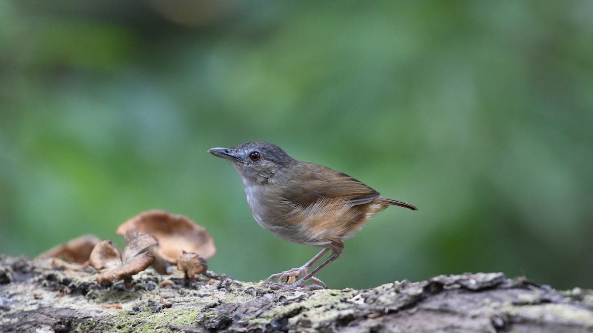 Horsfield's Babbler - Vlad Sladariu