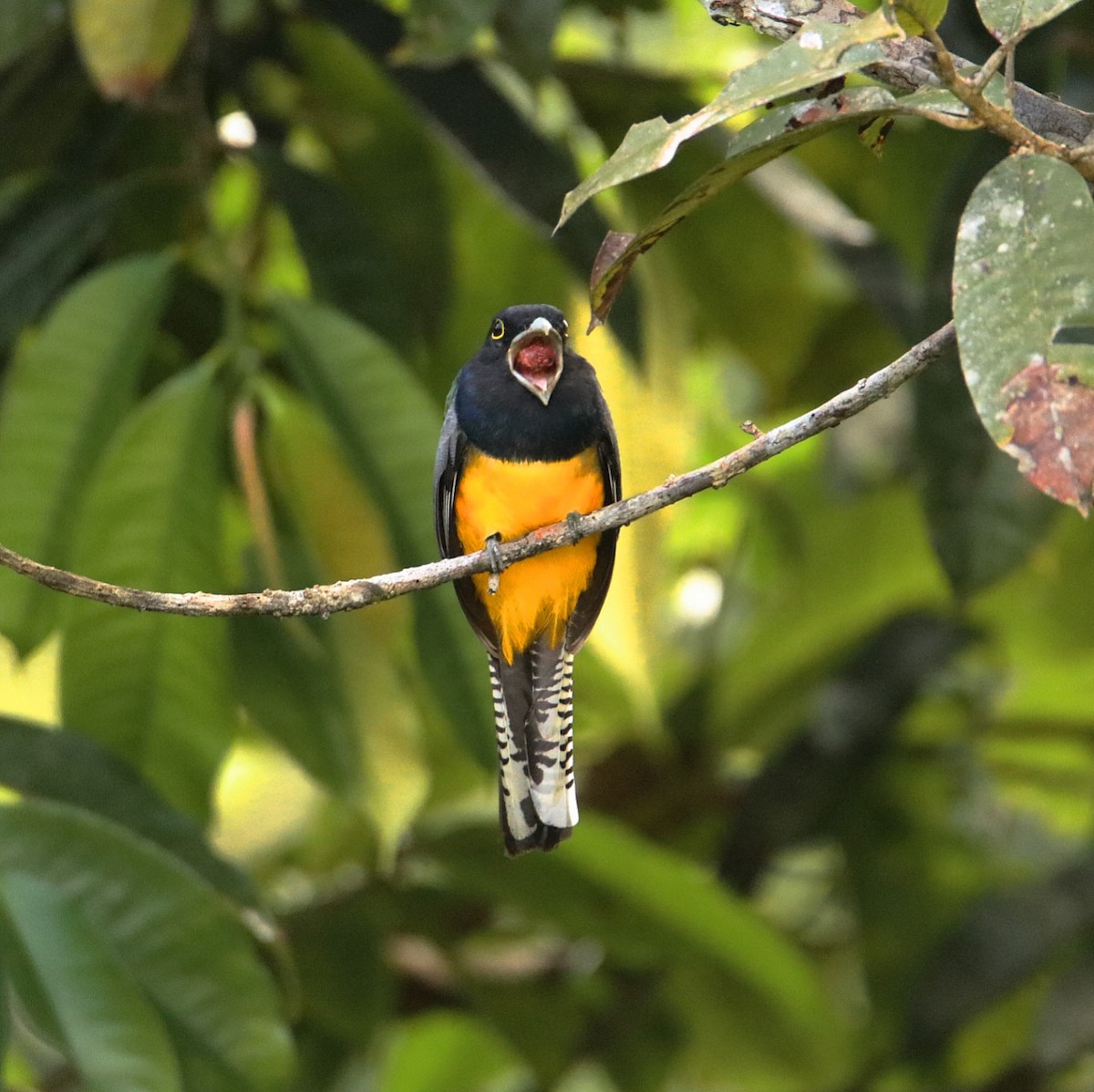 Trogon pattu - ML193250241
