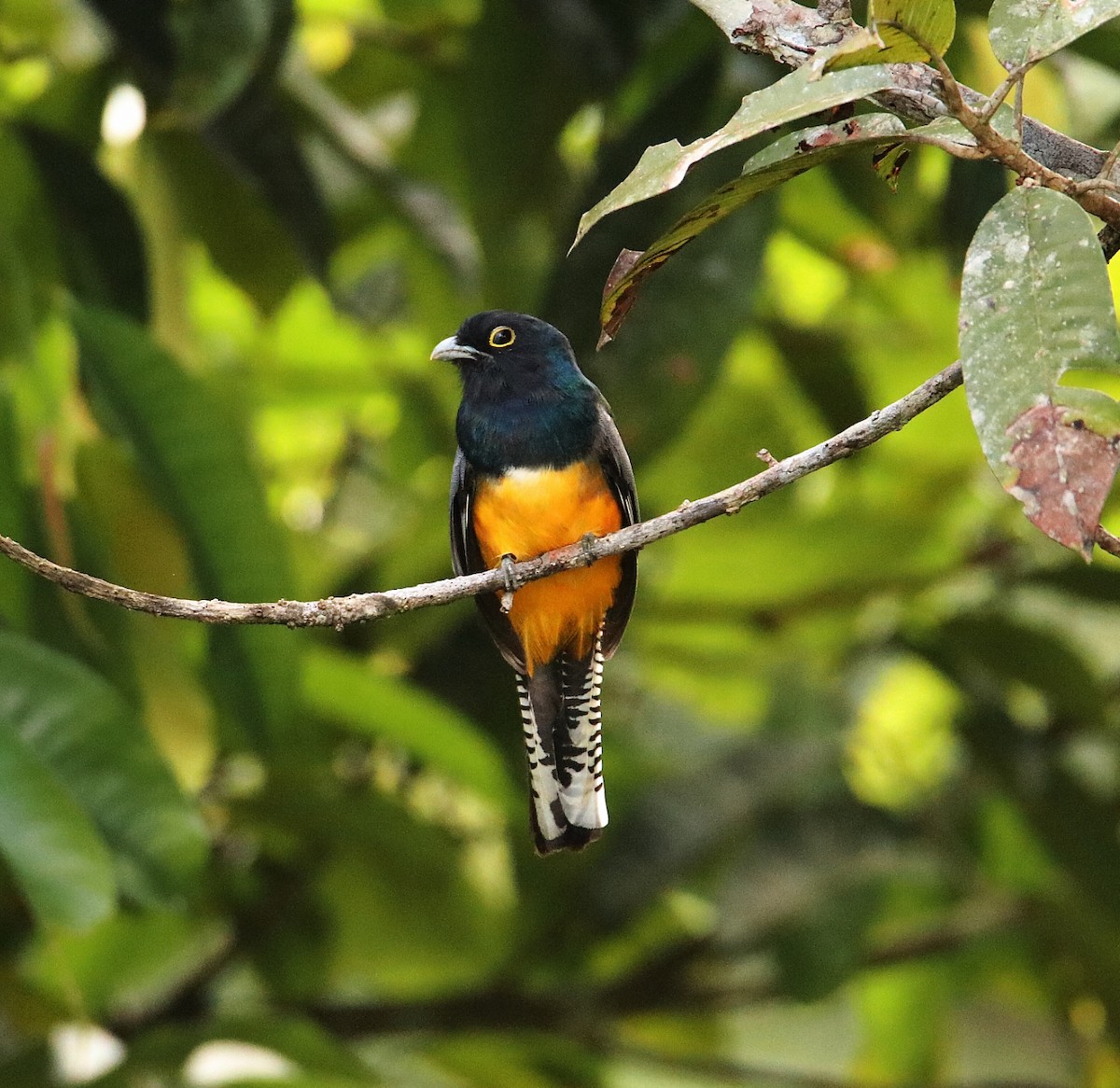 Trogon pattu - ML193250251