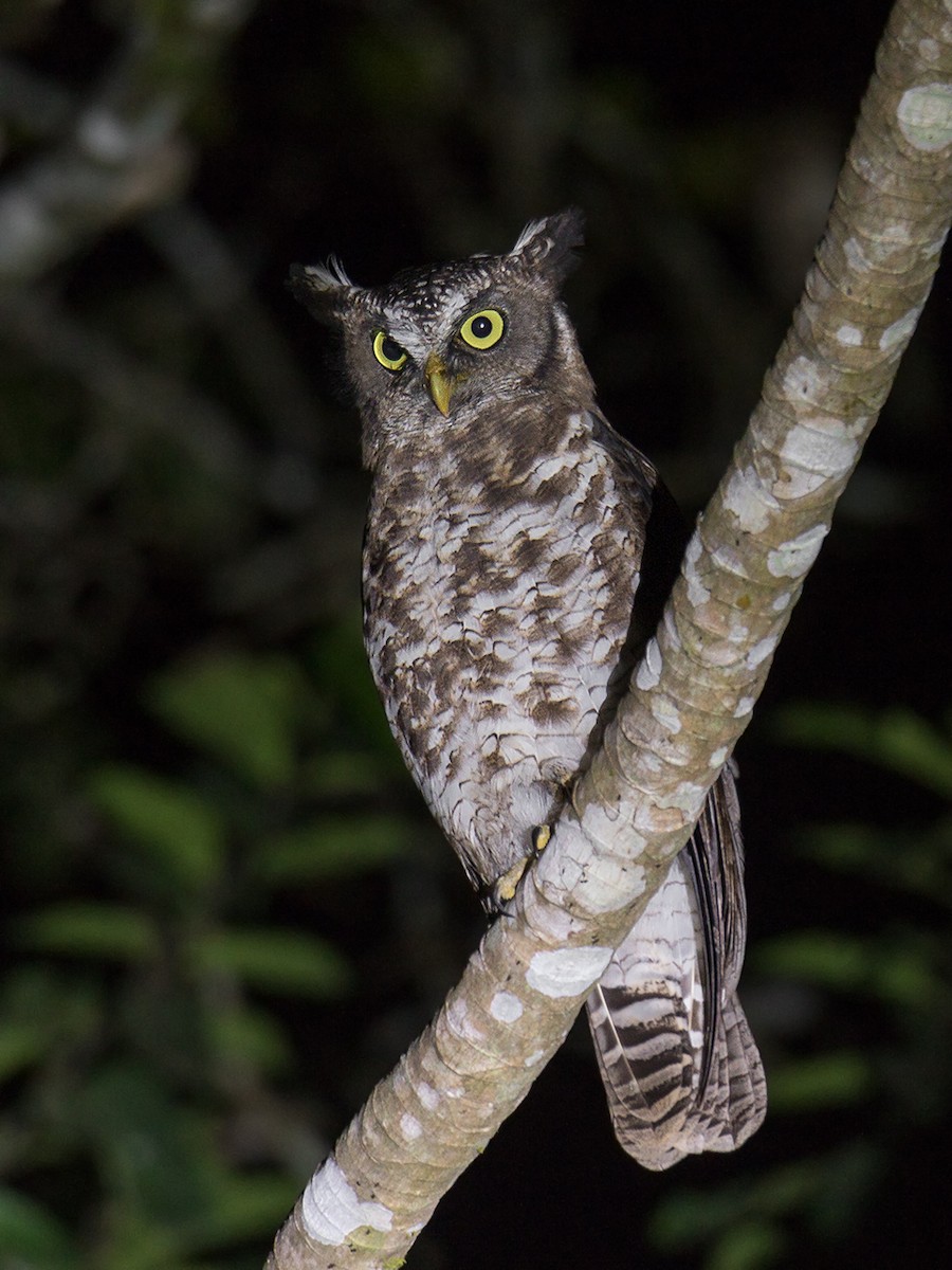 Akun Eagle-Owl - Wich’yanan Limparungpatthanakij