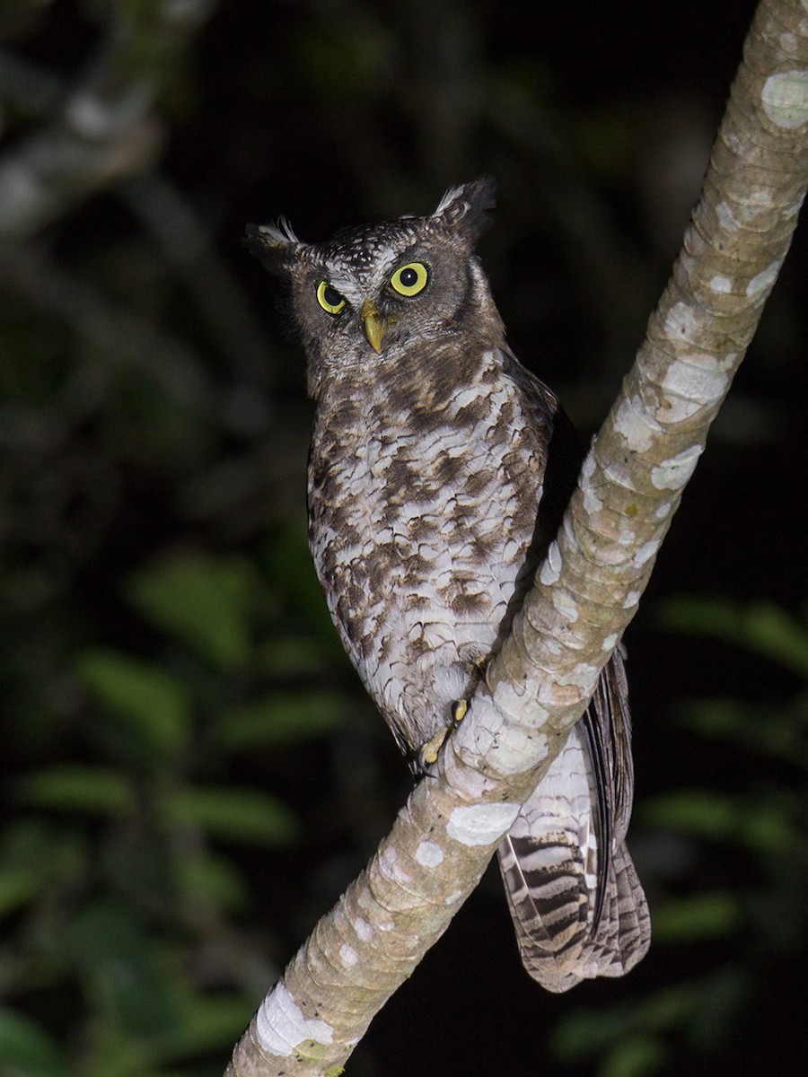 Akun Eagle-Owl - ML193251121