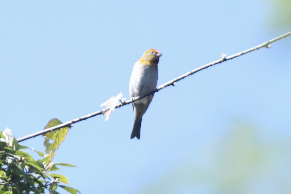 Crimson-browed Finch - ML193251651