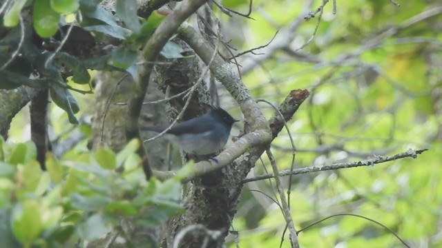 White-tailed Crested Flycatcher - ML193251801