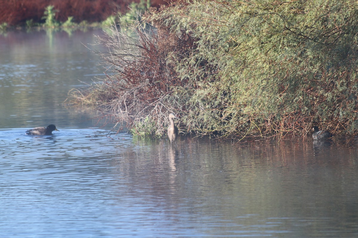 Reddish Egret - ML193251891