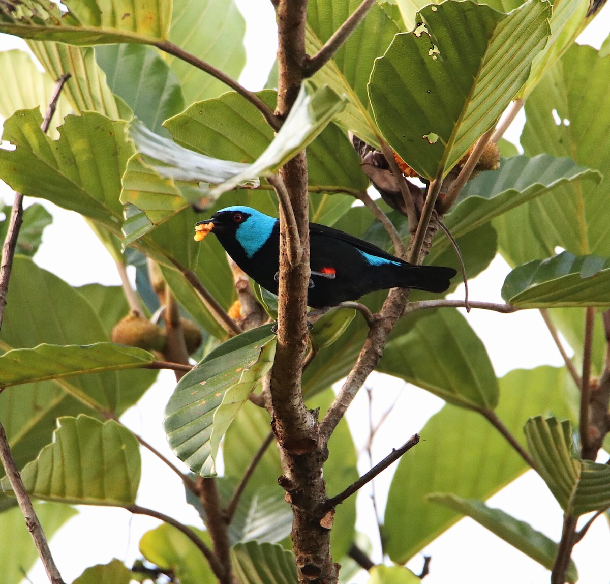 Dacnis à cuisses rouges - ML193252651