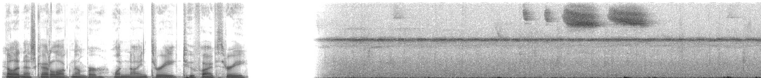 Tohi silencieux (taciturnus/nigrirostris) - ML193253