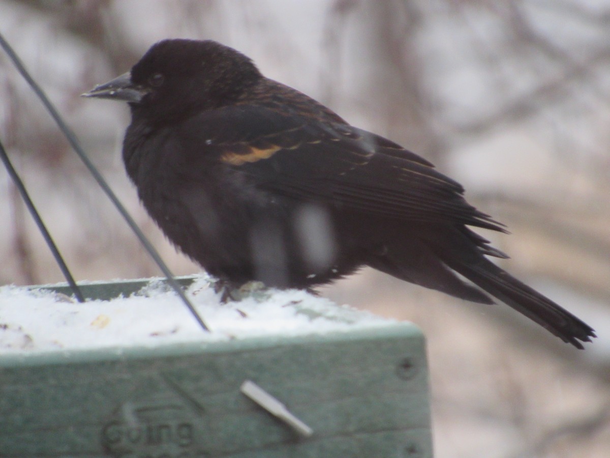 Red-winged Blackbird - ML193253171