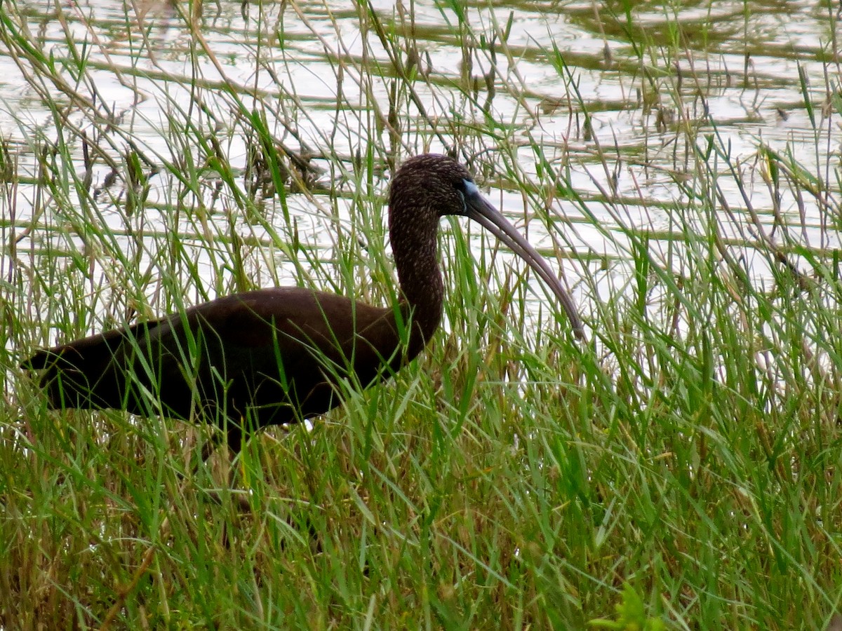 ブロンズトキ - ML193253251