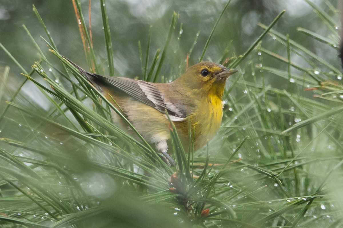 Pine Warbler - ML193253491