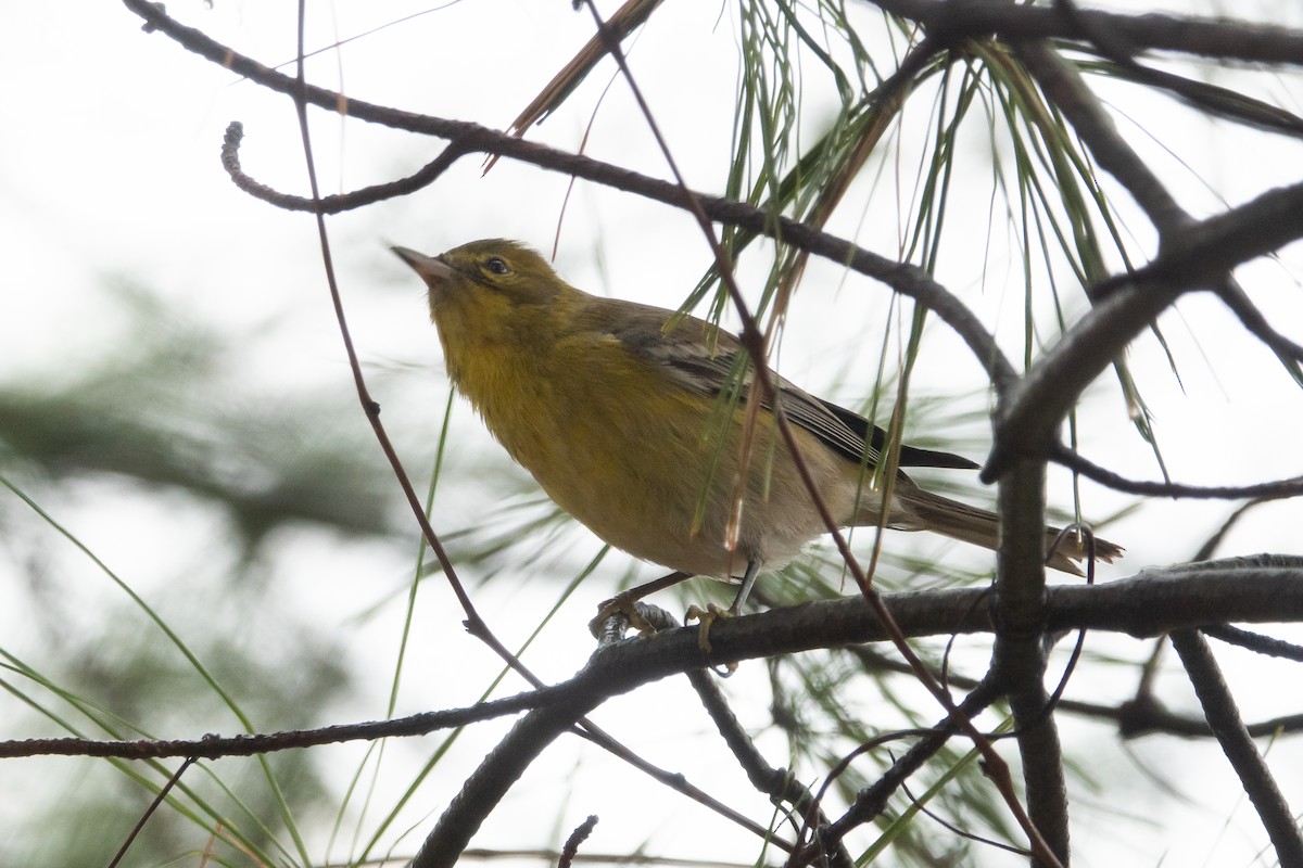 Pine Warbler - ML193253511