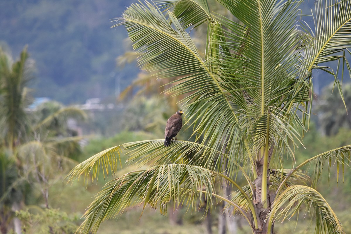 Crested Serpent-Eagle - ML193254351