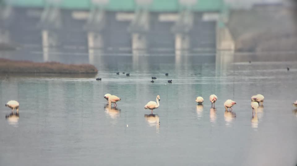 Greater Flamingo - ML193255001