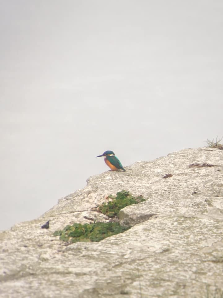 Common Kingfisher - ML193255011