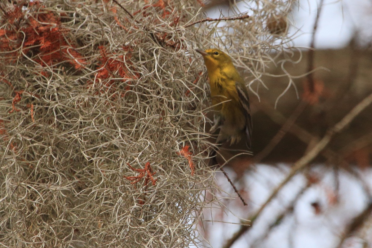 Pine Warbler - ML193256701