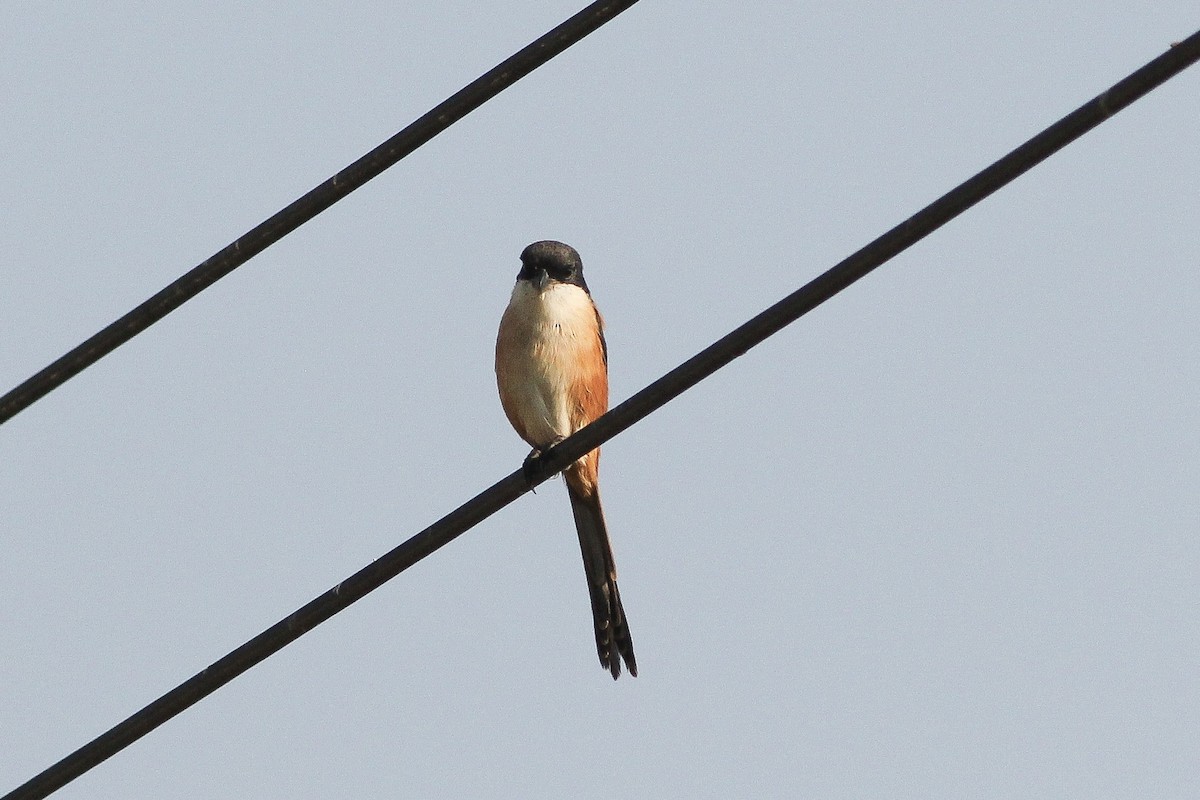 Long-tailed Shrike - Krit Adirek