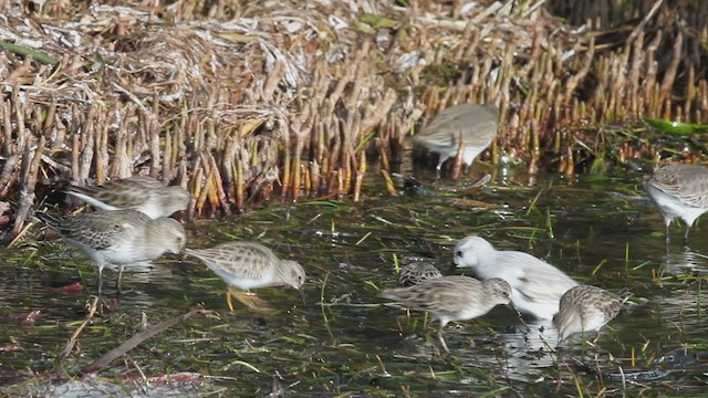 Sanderling - ML193256941