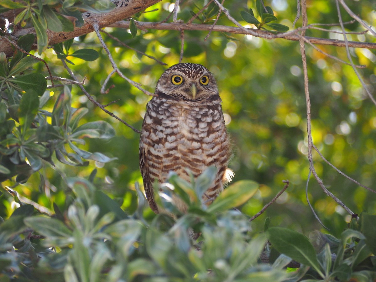 Burrowing Owl - ML193257871