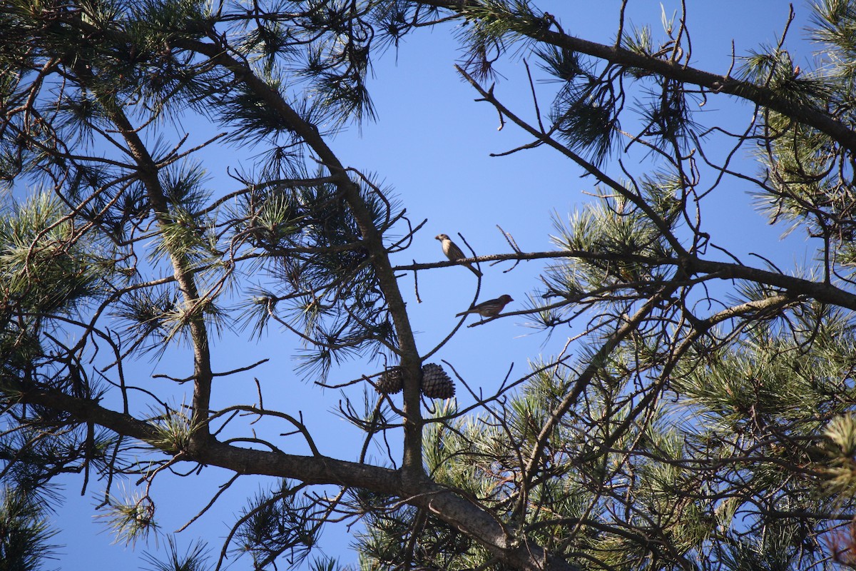 Purple Finch - ML193258521