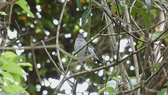 Planalto Slaty-Antshrike - ML193260381