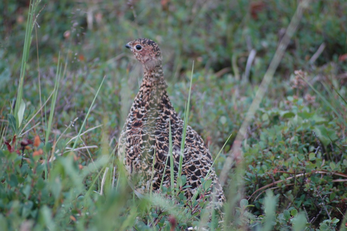 Willow Ptarmigan - ML193260981