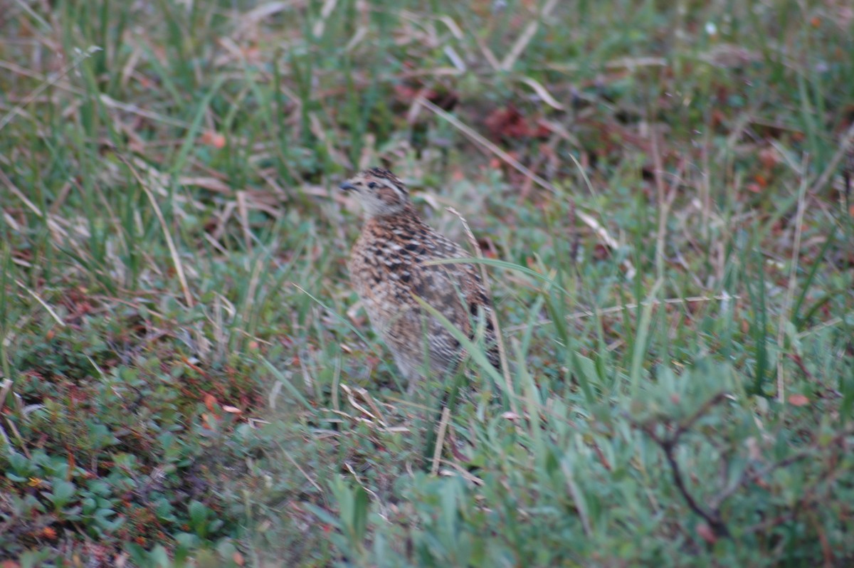 Moorschneehuhn - ML193261001