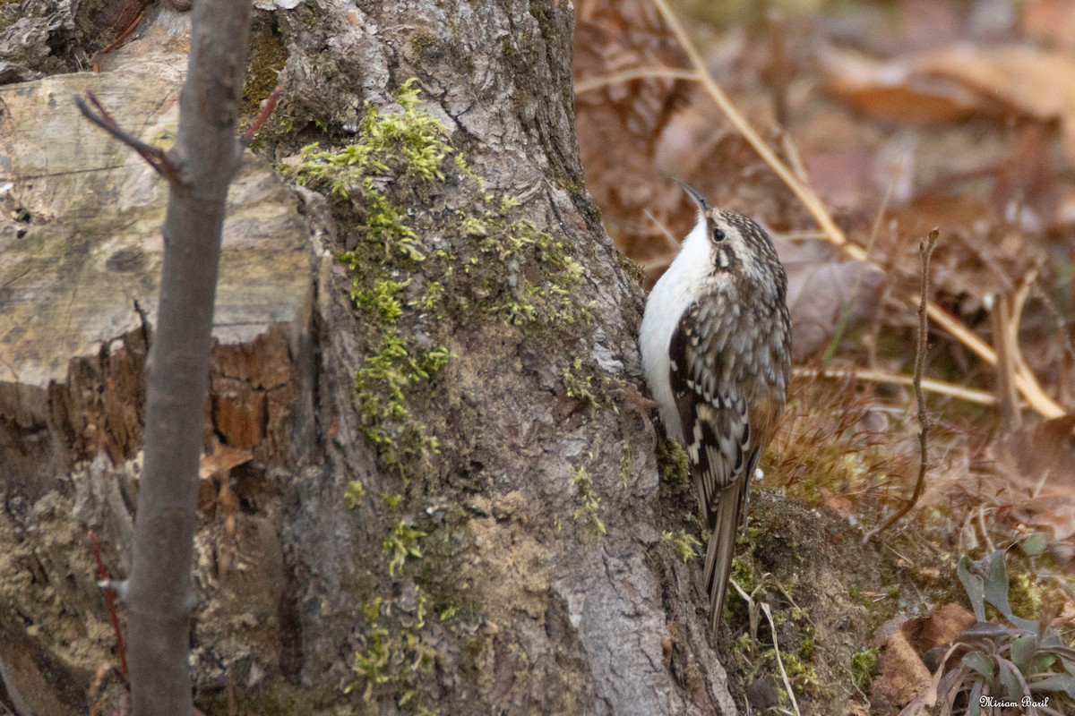 Brown Creeper - ML193265011