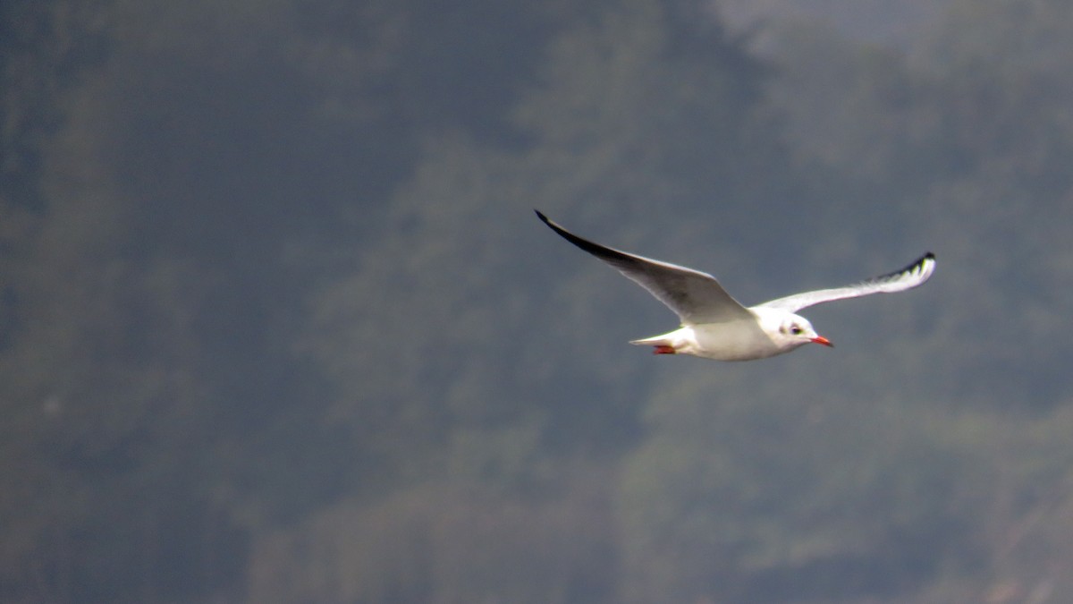 Mouette rieuse - ML193265381