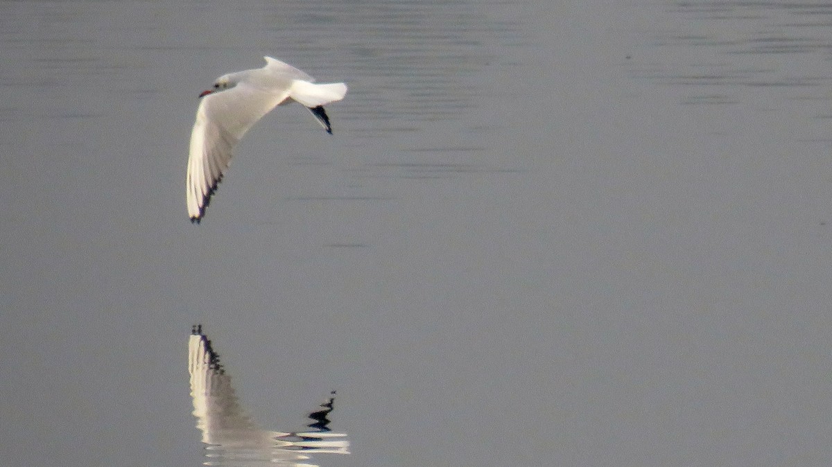 Mouette rieuse - ML193266611