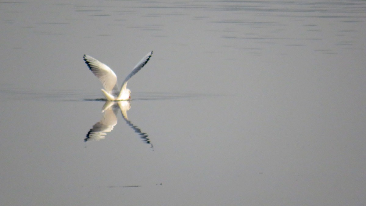 Mouette rieuse - ML193266621