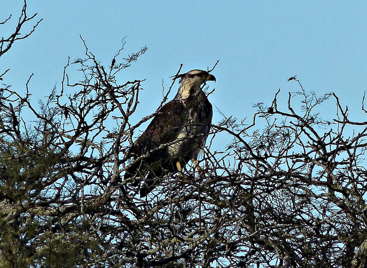 Chaco Eagle - Carlos Schmidtutz