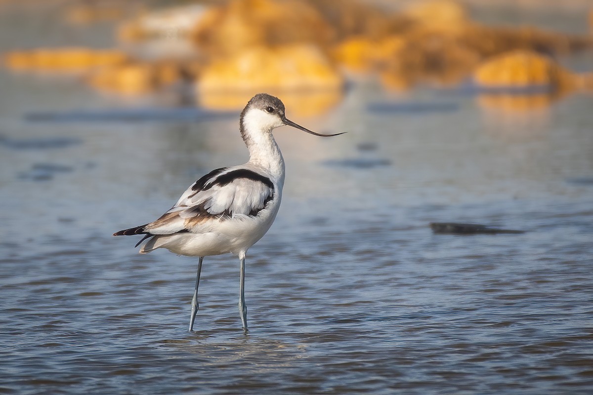 Pied Avocet - Ferdinand Binuya