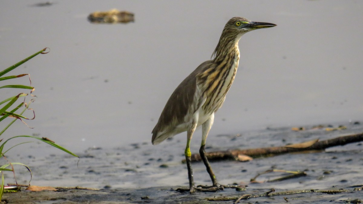 Indian Pond-Heron - ML193268151