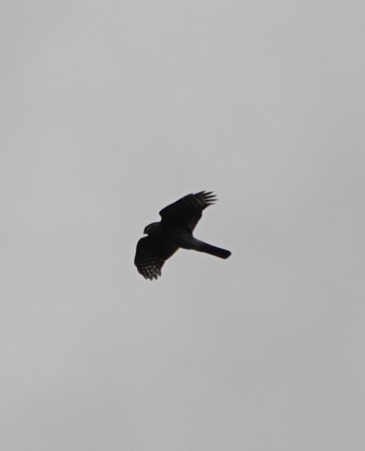 Sharp-shinned Hawk - Dave Ebbitt