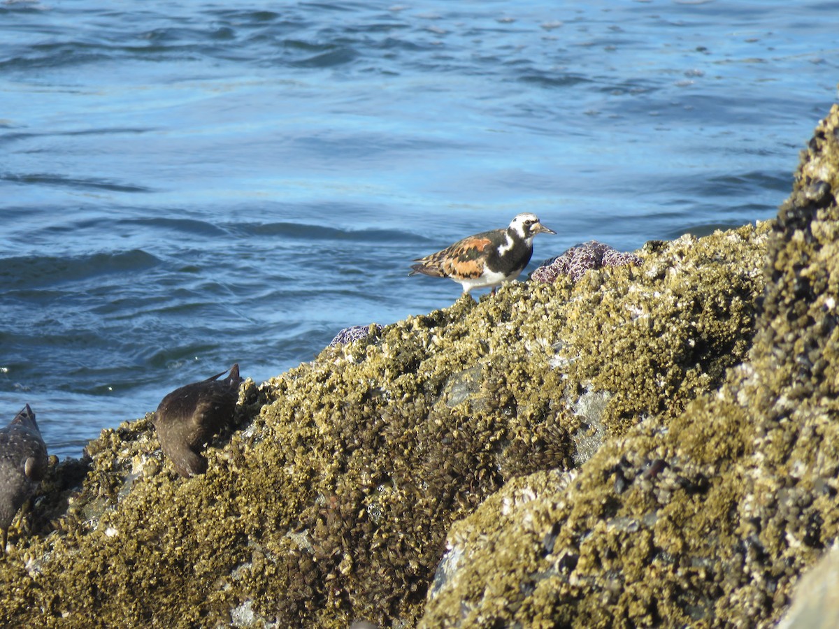 Ruddy Turnstone - Beniamino Tuliozi