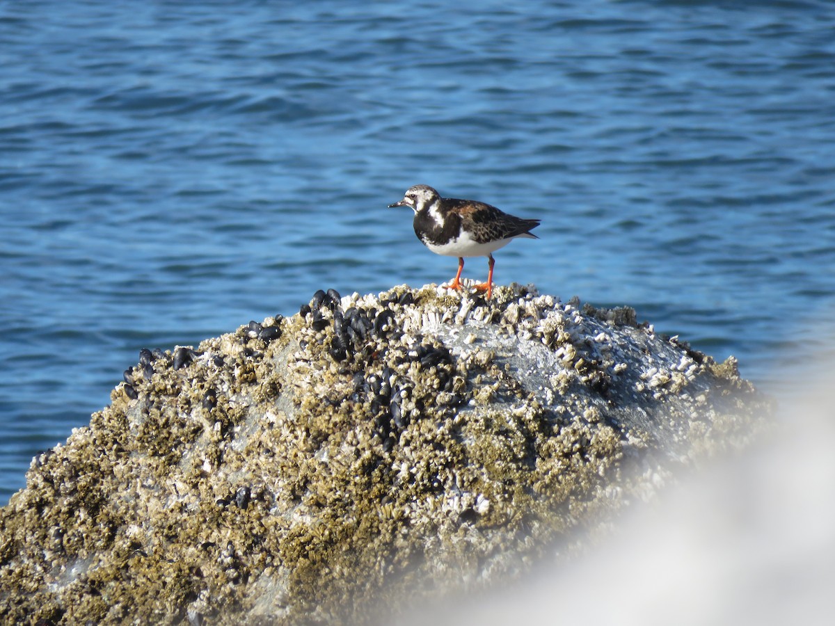 Ruddy Turnstone - Beniamino Tuliozi