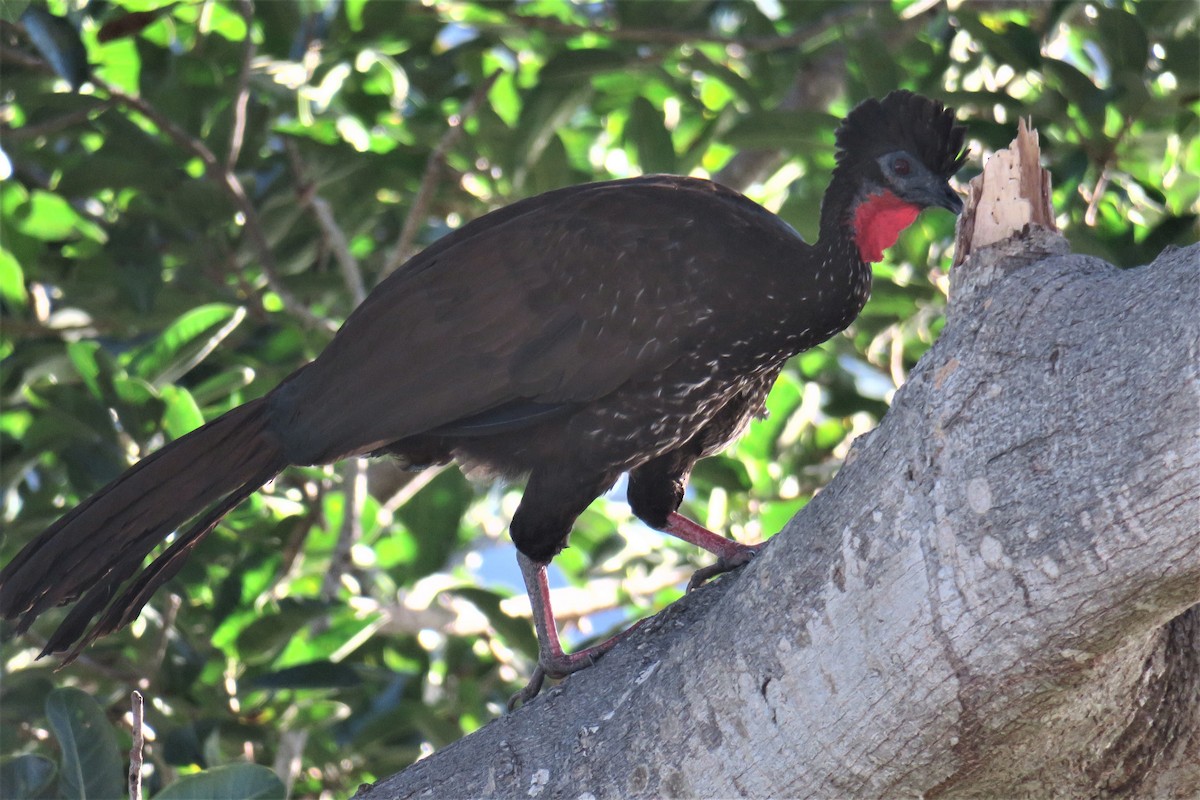 Crested Guan - ML193276481