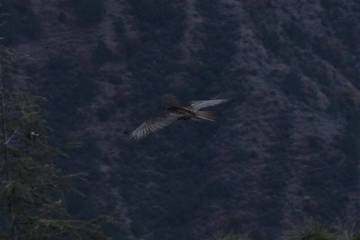 Bearded Vulture - ML193277071