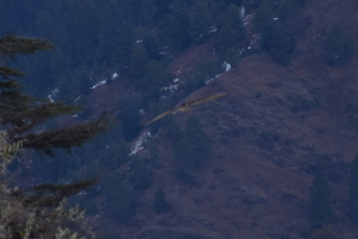 Bearded Vulture - Samakshi Tiwari