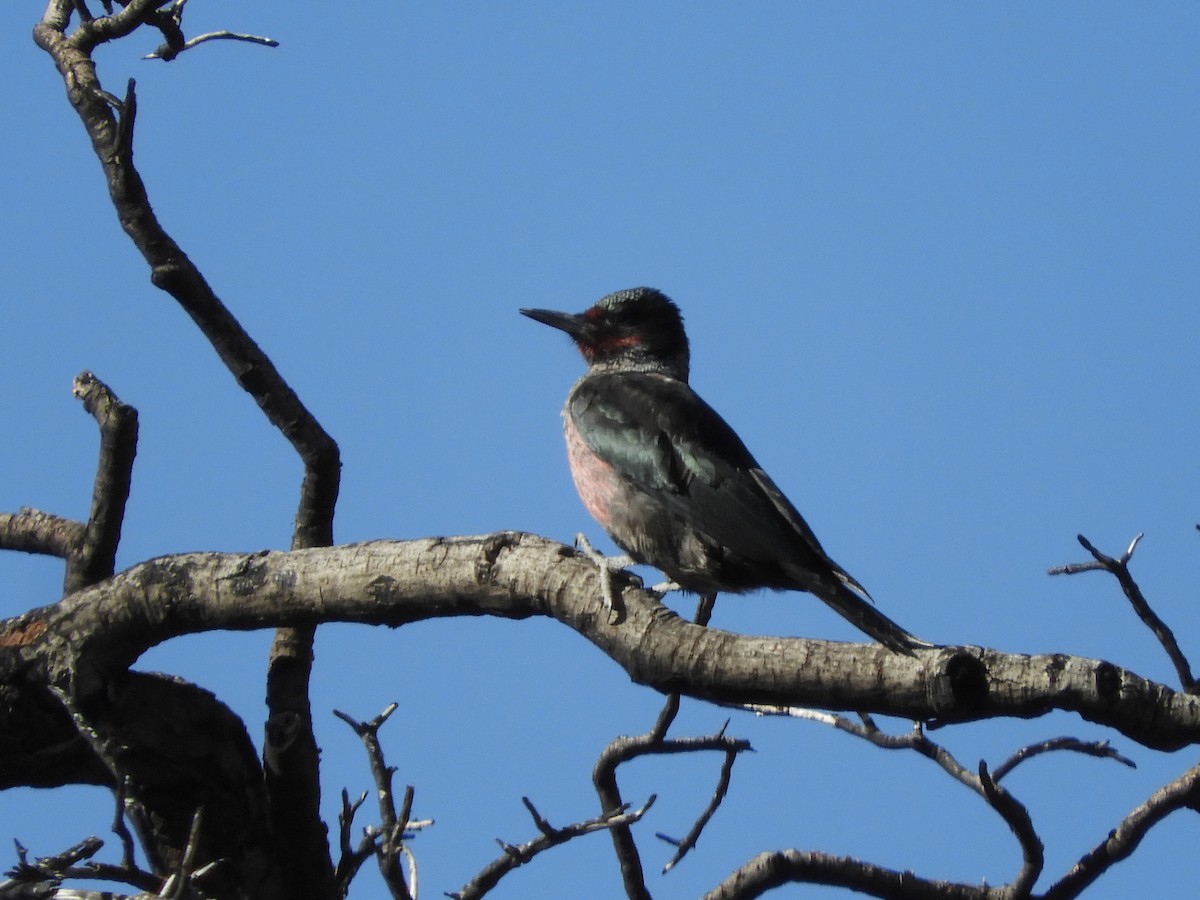 Lewis's Woodpecker - ML193279331