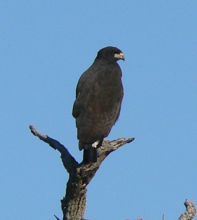 Great Black Hawk - ML193285891